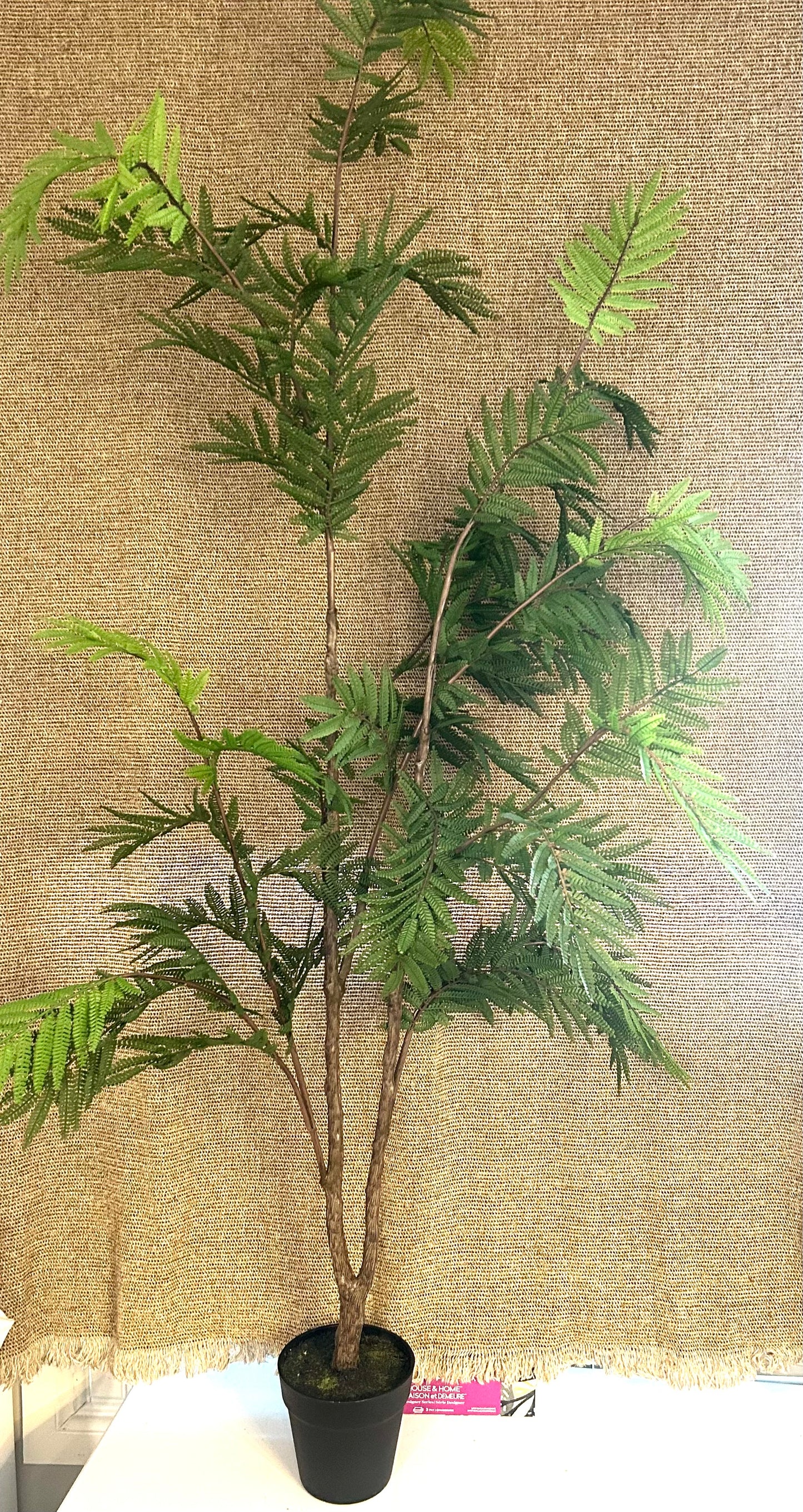 Fern Tree